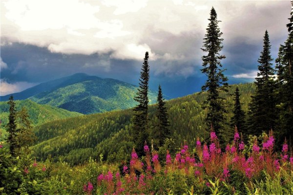 Кузнецкий Алатау Флора