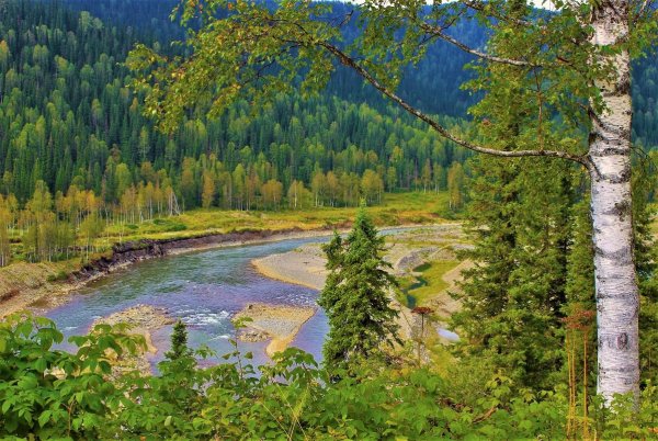 Таежные леса Кузнецкий Алатау