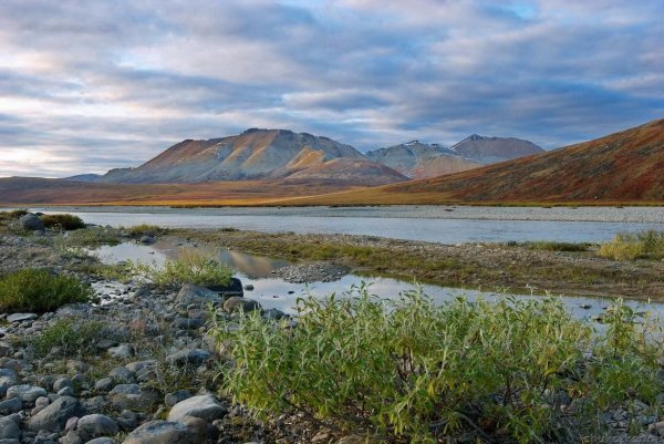 Тундра Чукотка Анадырь