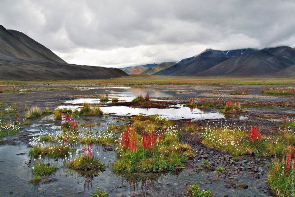 Тундра Чукотка Анадырь
