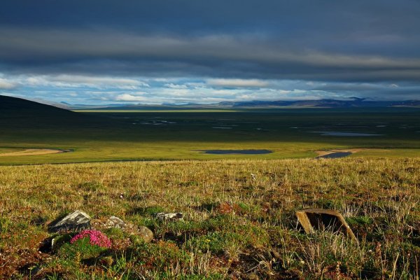 Тундра Чукотка Анадырь