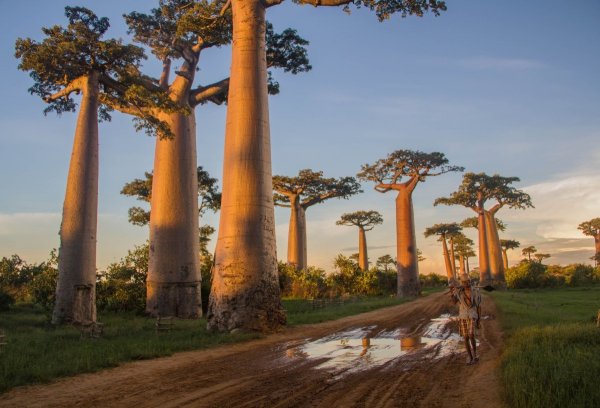 Мадагаскар остров баобаб