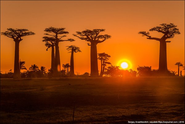 Баобаб на закате