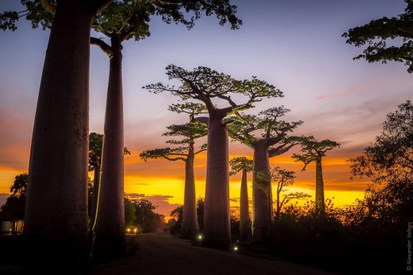 Аллея баобабов Мадагаскар