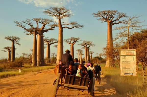 Проспект баобабов Мадагаскар