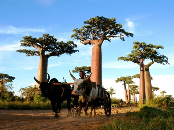 Роща баобабов на Мадагаскаре