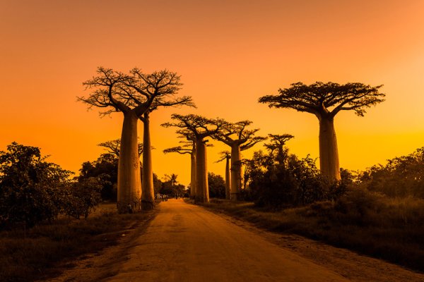 Остров Мадагаскар аллея баобабов
