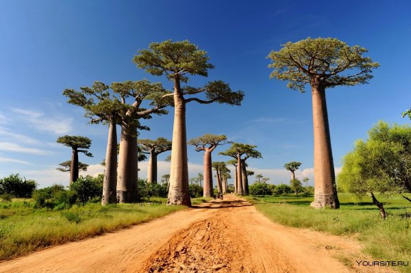 Аллея баобабов Мадагаскар