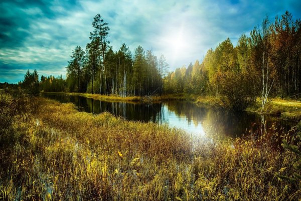 Таежный пейзаж ХМАО Тайга