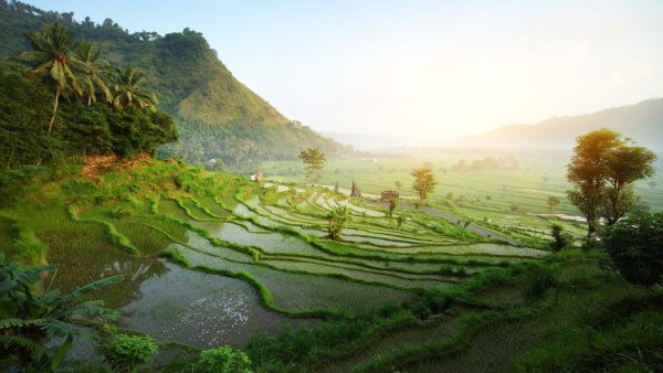 Бали пейзаж Убуд