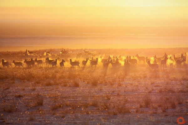 Ландшафты Даурии ЮНЕСКО