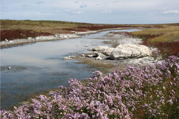 Ландшафты Даурии (2017)