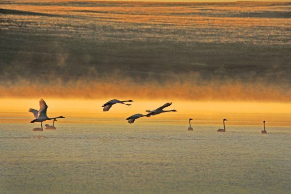 Ландшафты Даурии фото с птицами