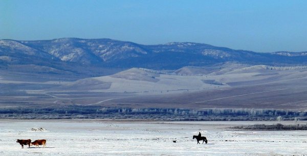 Даурский заповедник Забайкальского края зимой