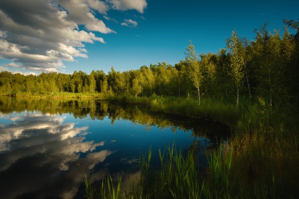 Щепкино болото