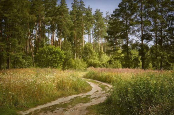 Сосновый лес Московская область