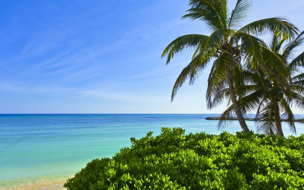 Обои море пальмы