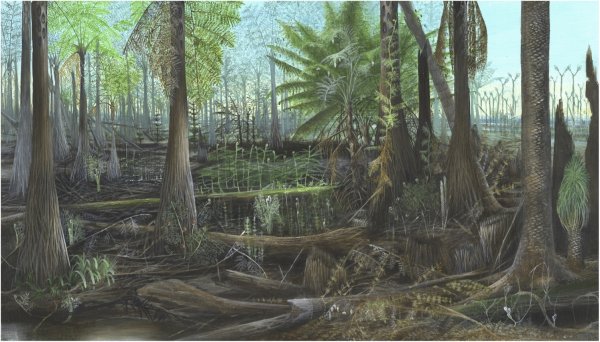 Флора и фауна каменноугольного периода