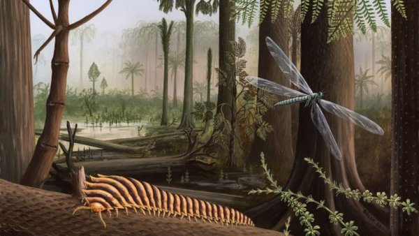 Каменноугольный период палеозойской эры