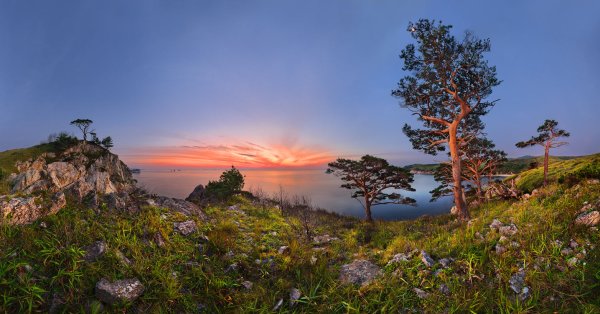 Дальний Восток Приморский край сосна