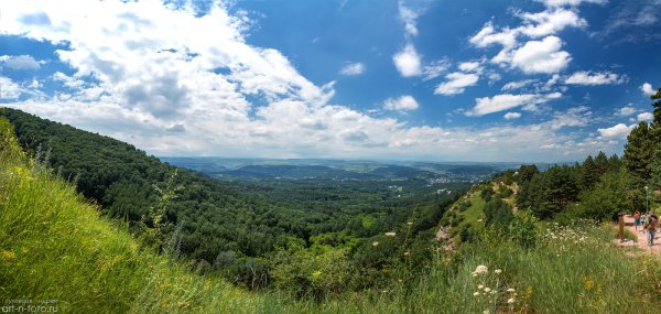 Жёлтые цветы на Бештау