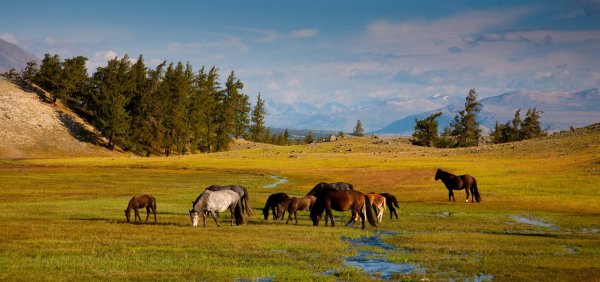 Степи Монголии фото