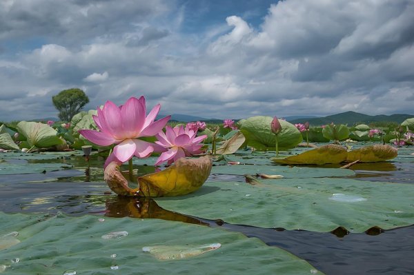 Лотосы "Тропикана"