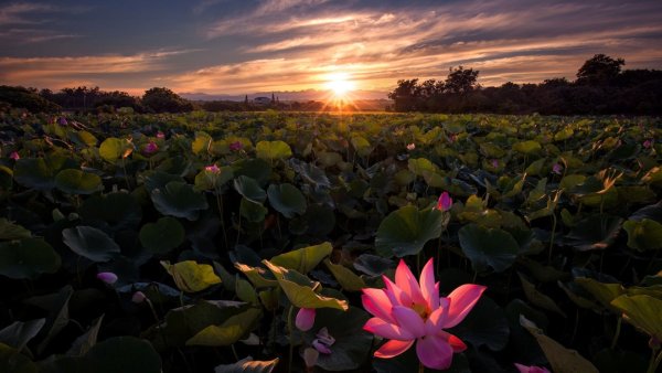 Красивое озеро с лотосами