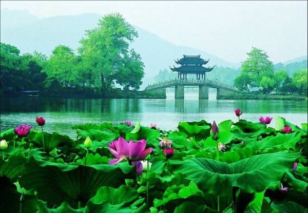 Лотосовый пруд Корея