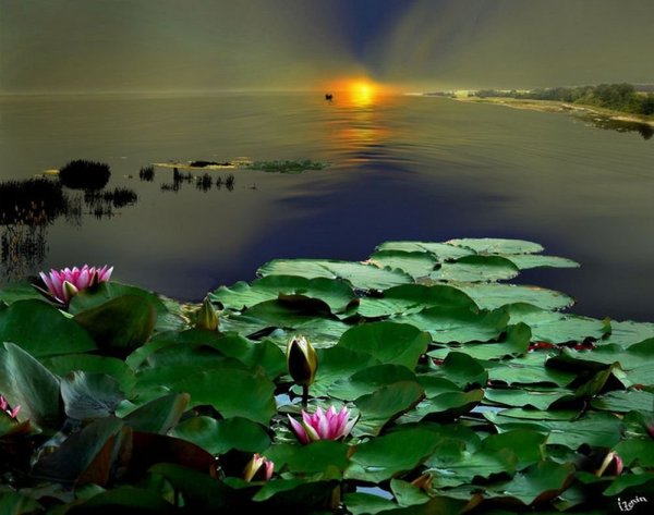 Озеро с кувшинками