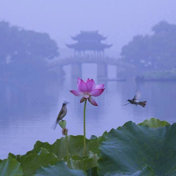 Красивые озера с лотосами в Китая