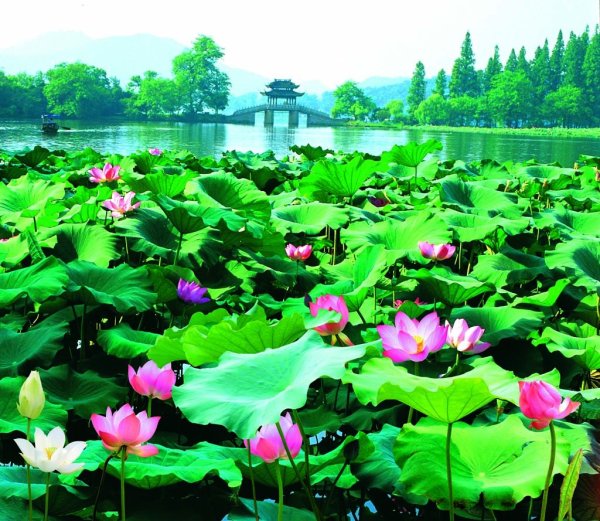 Долина лотосов Китай