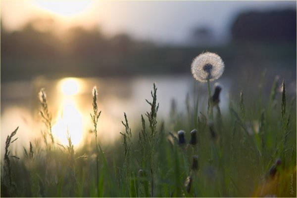 Летнее утро одуванчики