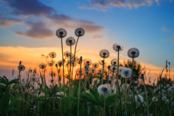 Красивое поле одуванчиков