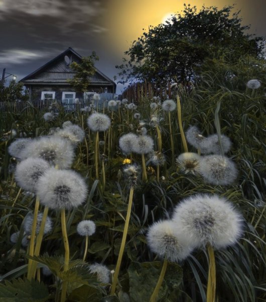 Одуванчики ночью