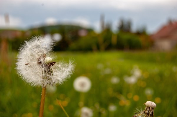 Картинки на рабочий стол одуванчики