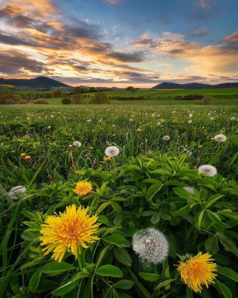 Красивое поле одуванчиков