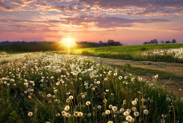 Художник Савелий Камский картины лето