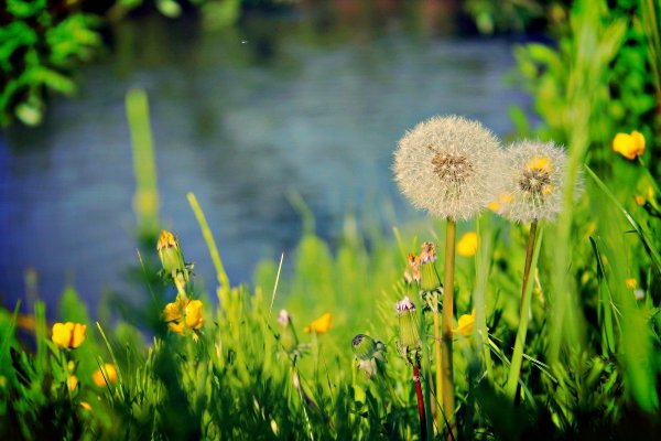 Николай Заболотский я воспитан природой суровой