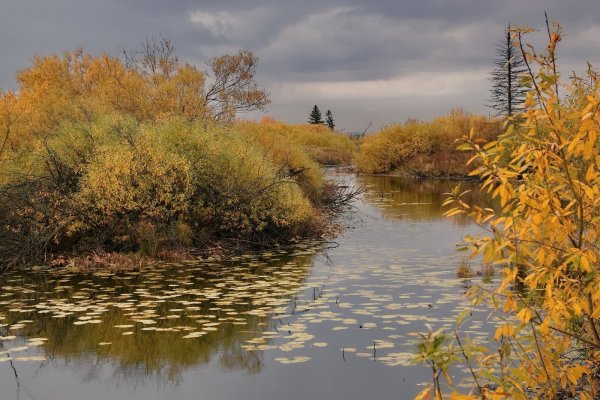 Лесное озеро Томск