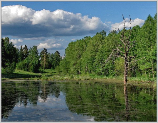 Природа Томска и Томской области