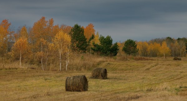 Природа Томского района