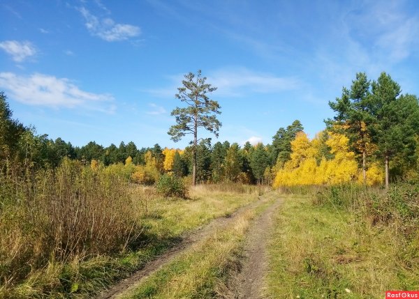 Природа Тайга Томск