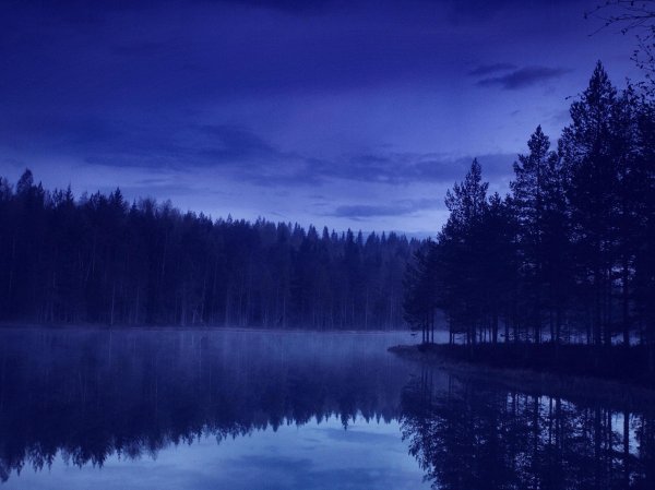 «Ночь в лесу»