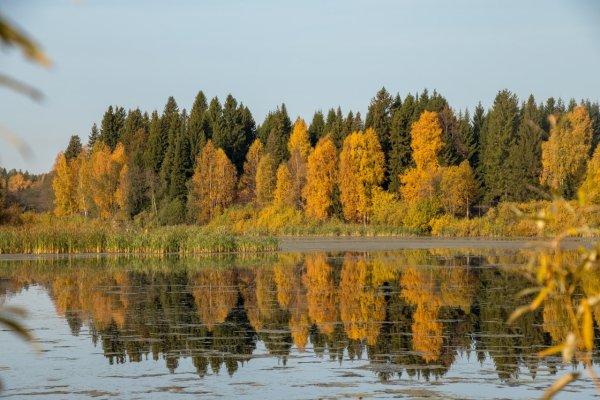 Удмуртия Ижевск лес