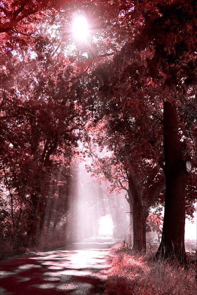 Природа в бордовых тонах