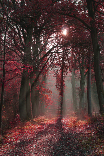 Багряный закат