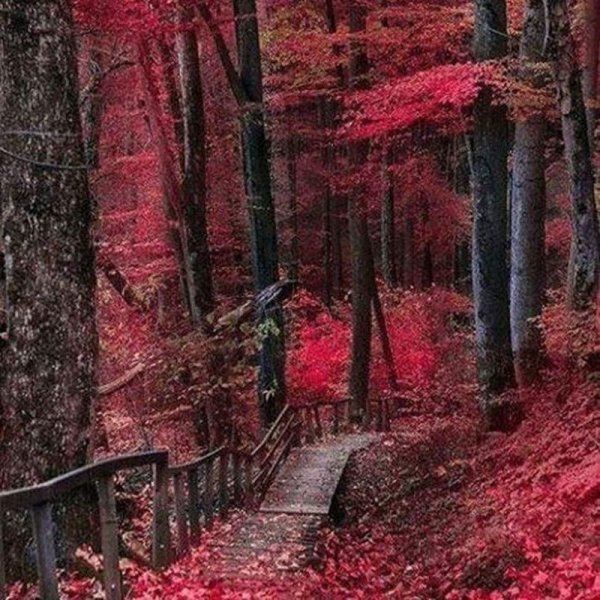 Красная осень