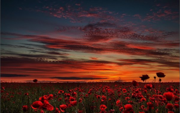 Багряный закат фильм 2001