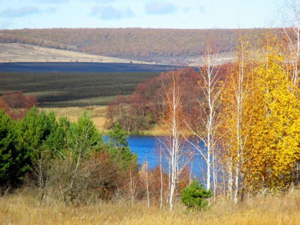 Дьяковский лес Саратовской области